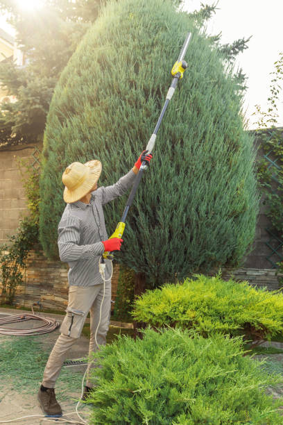 Tree Root Removal in Uniontown, AL